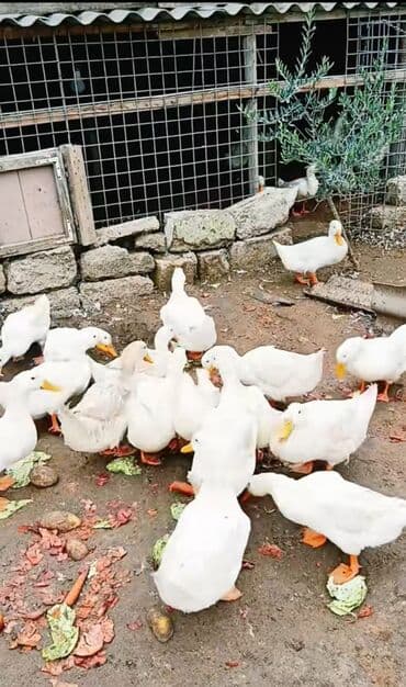 hinduşqa gəncə: Məhsul: Ördəklər (təsərrüfat üçün) Təsvir: - Təsərrüfat şəraitində — 5