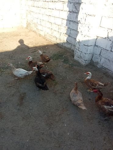 pisi: 8 fere yumurtalayir biri qara zümrüt fere biri Macar temiz findiq — 2