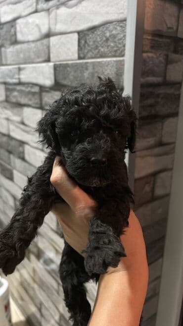 продам собаку доска объявлений sobaka: Pudel, 2 ay, Dişi, Ünvandan götürmə, Pulsuz çatdırılma — 3
