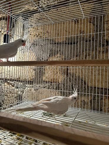 Голуби: Karela qiymet 240 azn 2si cutduler Ağ rəngli nimfa tutuquşuları — 1