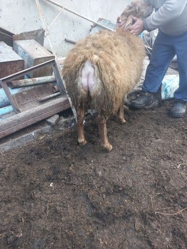 Гуси: Qoyun – yerli ət‑yağlı tip - Cins: yerli ətlik/yağlı quyruq tipli — 3