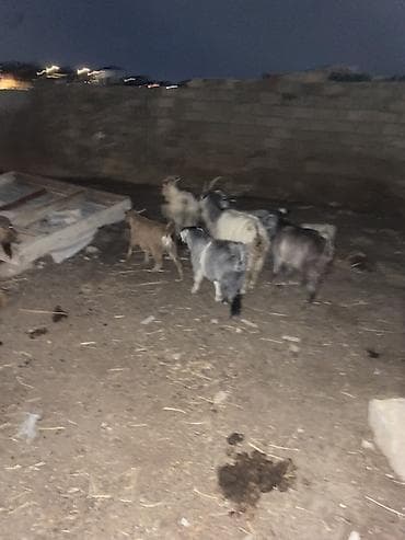 Mal-qara: 13 baş keçi çepiş 1 baş Teke Cemi 14 baş heyvandi — 7