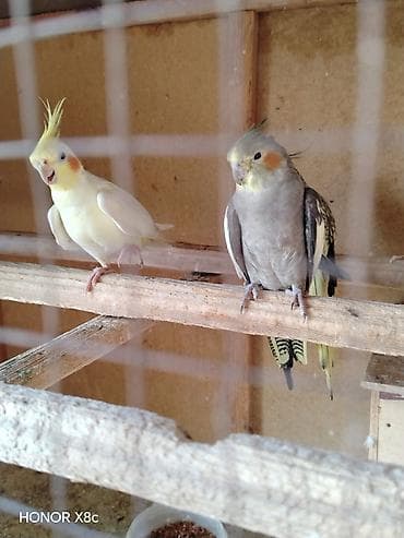 feniks quşu: Nimfalara (Cockatiel) aid quşlar - Növ: Nimfa (Cockatiel), daraqlı — 4