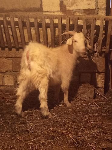 Зоотовары: Super kök Sibir satılır təcili vatsap aktivdi — 4