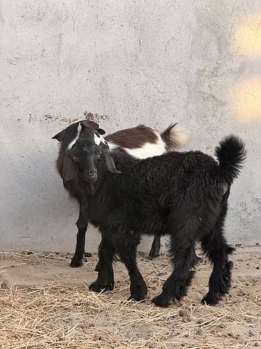 ətlik toyuqlar: Dişi, Hələb, il: 4, 18 kq, Damazlıq, Südlük, Ətlik, Ünvandan götürmə — 3