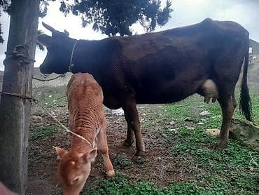 Кошки: Südlük inek 2 qarın erkek bala 12 letr südü var sağımda rahat — 3