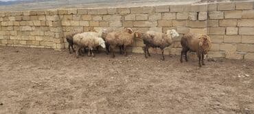 Atlar: - Məhsul: Qoyun sürüsü (şəkildə 7 baş) - Cins/type: Yerli ət‑yunu — 1