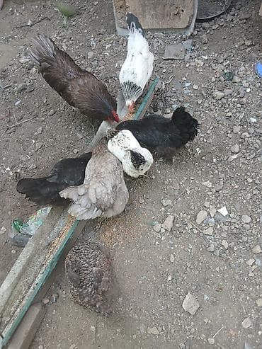 bars bit dermani: Toyuq, Damazlıq — 2