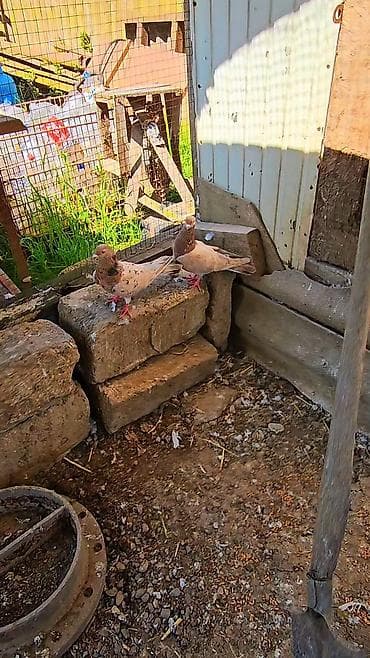 lal ordək yumurta: Məhsul: Ev göyərçinləri (cüt) Təsvir: - Şəkillərdə görünən iki ədəd — 2