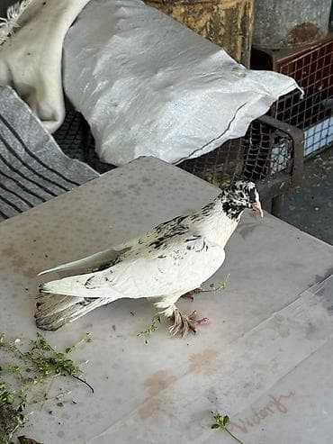 Goyercin 10 M tutulmadi tam saqlam