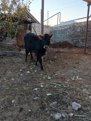 it etibarlı əllərə verilir: Satlıq mal-qaralar - 2 baş bala: biri al-qəhvəyi-ağ ləkəli, digəri — 4