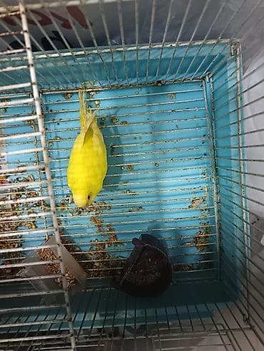 hamster satis: Salam papuqay satılır qəfəs qarışıq satılır 10azn kim istəsə əlaqə — 1