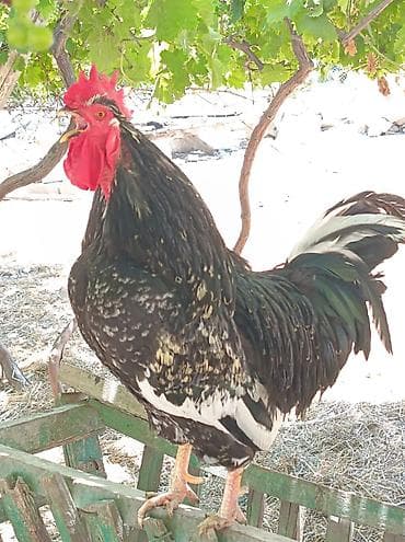 eşşək sudu satışı: Məhsul: Xoruz damazlıq. 2 illik Milyar cinsi damazlıq xoruz — 3
