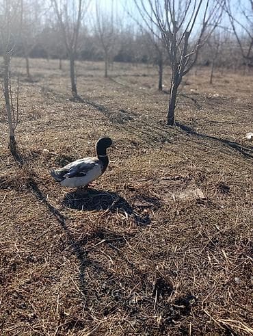 Cücələr: Erkək, Damazlıq — 2