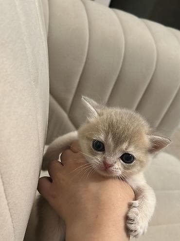 Qızıl şinşilla, Dişi, Yaxşı əllərə, Ünvandan götürmə