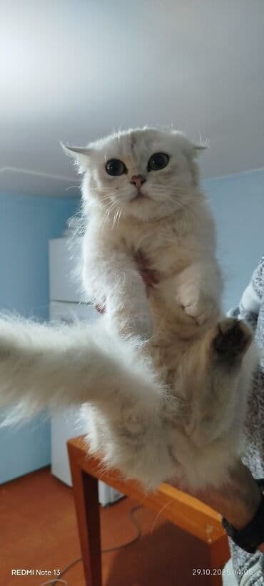 cins pişik: Ağ pişik satıram qızdır endirim var pişiyə ətraflı məlumat vatsapda — 2