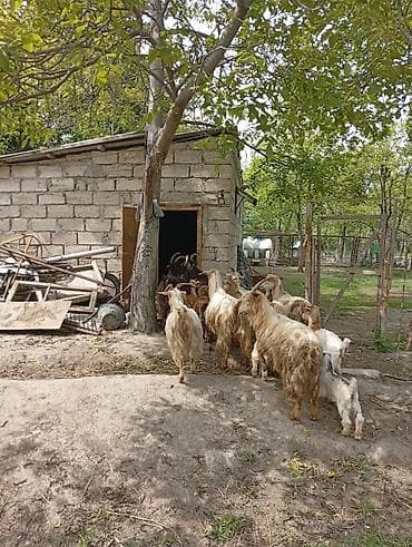 sanen kecileri: Salam 7 ana 7 bala. 3_4 qarin doğmuş keçilərdir.real alıcıya yerinde — 3