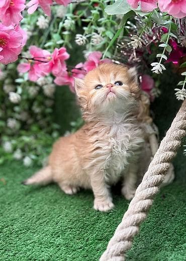 Qızıl şinşilla — 1