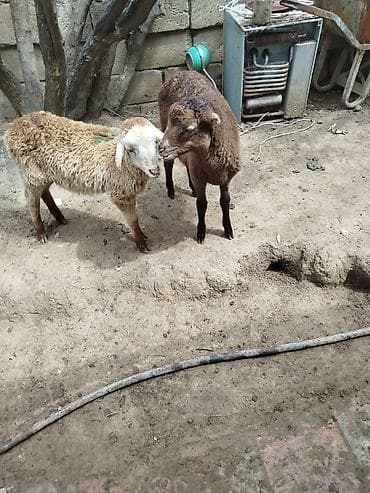 Satılır: 2 baş qoç-quzu - Növ: yerli qoyun/quzu - Say: 2 baş (bir