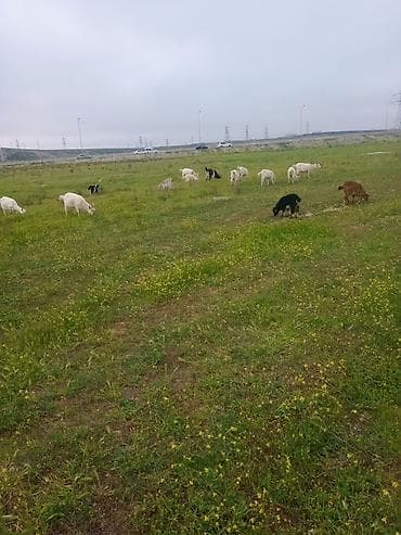 yumurta satışı: Məhsul: Təbii keçi pendiri Təsvir:təmiz iysiz qoxusuz keçi pendiri və — 3