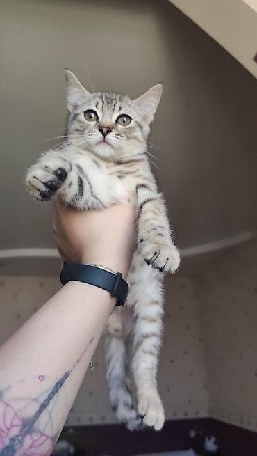 cat tanışlıq: Tabbi, Erkək, Pulsuz çatdırılma — 1
