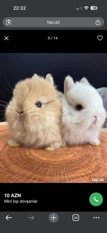 сколько стоит щенок акита ину: Holland lop cinsi 20 AZN Şotland lop cinsi 25 azn ( tüklü olan) Yem — 1