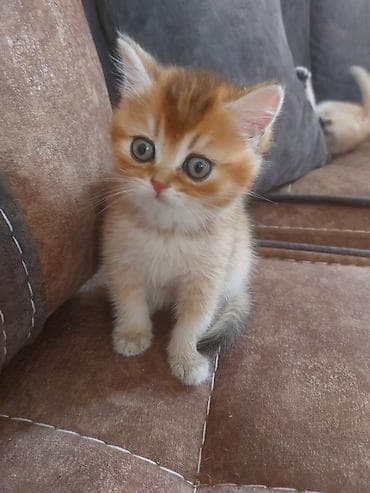 pişik: Qızıl şinşilla — 6