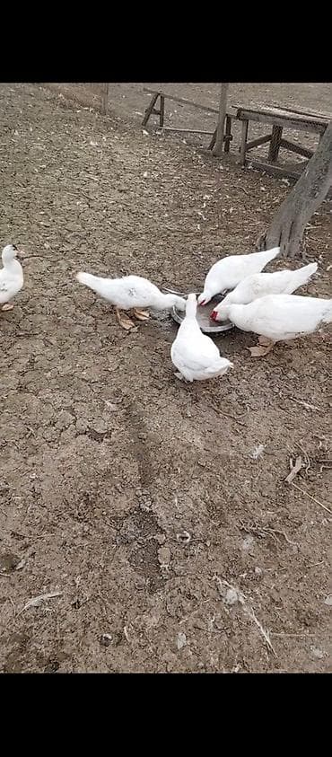 Satılır 8 bala 1 ana 1 ata balaları 3 ay yarımlıqdı balalar və ana 10