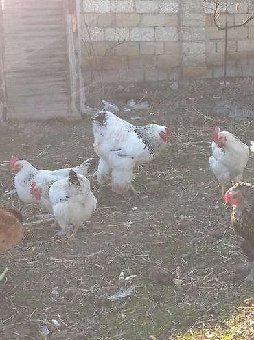 iri it cinsi: Salam aleykum. satışda bir cüt Brama var. xoruz yeni ayılıb. xoruzluq — 3