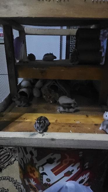 Птицы: Hamsterlər (Djungarian tipli) - Rənglər: ağ, boz və qarışıq naxışlı — 2