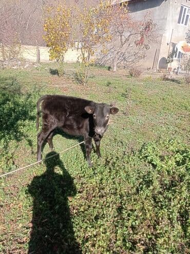 ətlik inək: Məhsul: İnək və buzov Təsvir: - Kənd şəraitində otlaqda bəslənən boz — 5