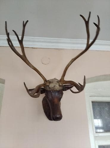 Məhsul: Divar üçün maral başı və buynuz dekoru (taksonomiya) Təsvir