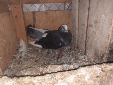 значок хары бюльбюль купить: Bozbaşlı, ağ alınlı bəzəkli göyərçin cütü. 20AZN — 1