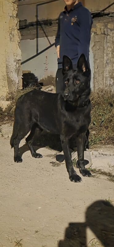 немецкая овчарка цена в баку: Немецкая овчарка — 10