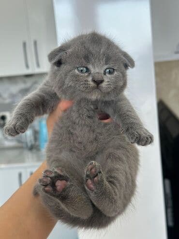 Balıqlar: Britan yastı qulaq, Erkək, Dişi, Yaxşı əllərə, Ünvandan götürmə, Pulsuz çatdırılma, Ödənişli çatdırılma — 29