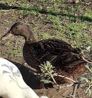 Məhsul: Ördək (yerli təsərrüfat quşu) bala satisi olacaq col ördeyi 5m