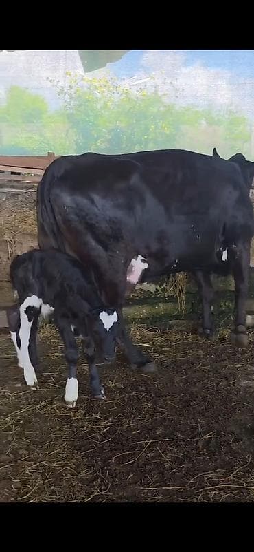 halep kecisi satilir: Inek 1 ci qarin dogub 3 gunluk erkek bala ile satilir sudu her saganda — 10