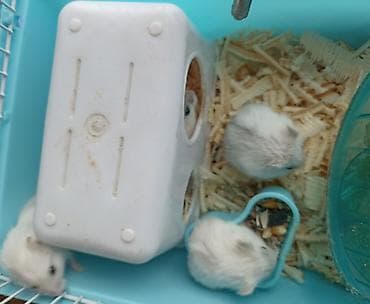 1 aylıq ağ və boz rəngli cunqariklər satılır. Tam evdə bəslənilmiş