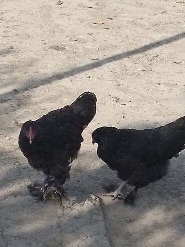 lalafo itlerin satisi: Xoruz, Brama, il: <1, Ünvandan götürmə — 1