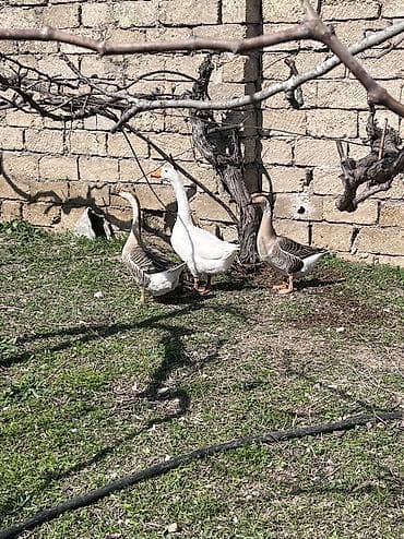 it balalari satisi: Dişi, | Linda, Damazlıq, Ünvandan götürmə — 4