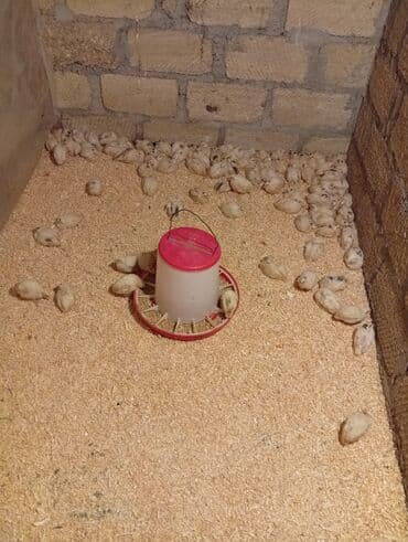 ördək balası və cücə: Məhsul: bildirçin cücələri Təsvir: - Ağ rəngli bildirçin cücələri — 1