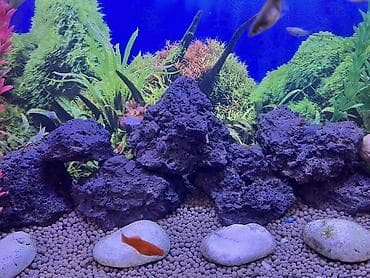 akvarum baligi: Akvaryum üçün dekorativ lavalı qayalar dəsti şekilde gördüyünüz ki — 4