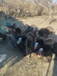 Коровы, быки: Самец, Для мяса, Платная доставка — 1