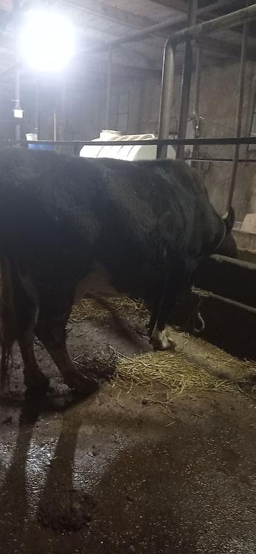 kanqal dişi: Süd istiqamətli qara rəngli inək. Xüsusiyyətlər:sakit heyvandı 10 — 2