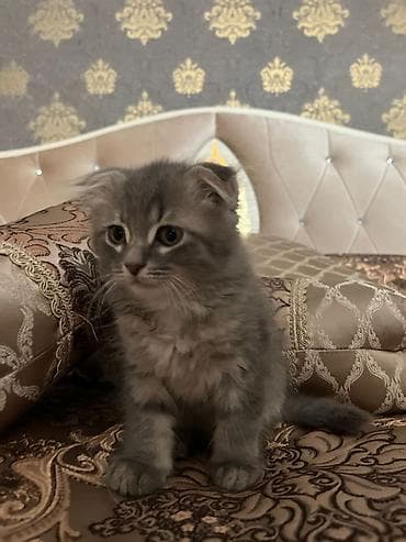 doberman satilir: Erkək, Yaxşı əllərə, Ödənişli çatdırılma — 1