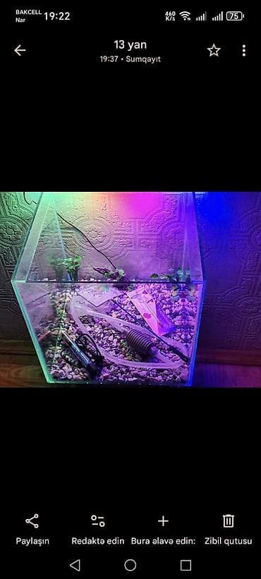 cuce ve xoruz: Şüşə akvarium olcusu 40-40-40 elave seyleride var bos halda 35 azn — 3