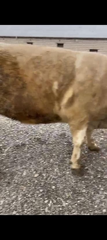 Yemlər: Salam aleykum əziz dosdlar bele bir gözel dogmamiş dügemiz çıxdı — 10