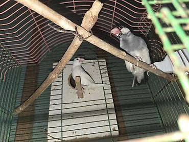 qəfəs böyük: Java darağı (Java sparrow) cütlüyü.Risofka amadin hazir cutdu istiyen — 2