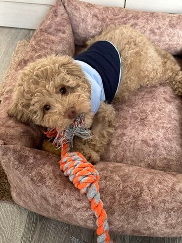 той пудель цена в баку: Пудель, 2 года, Самец, Для вязки — 15