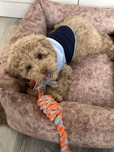 qiz ucun toy donlari: Pudel, 2 il, Erkek, Cütləşmə üçün — 14
